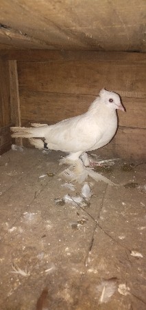 કબુતર વેચવાના છે