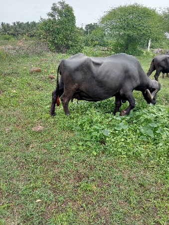 ભેંસ