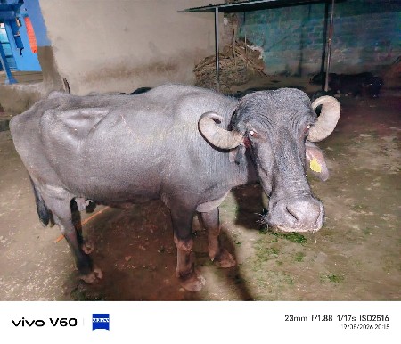 ભેસ વેચવાની ની છે