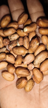 39.   કોરો.  ફોલ