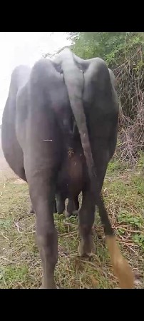 ભેંસ વેચવાની