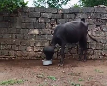 ખડેલી વેચવા ની છે