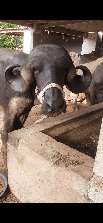 પાડો વેચવા નો છે
