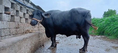 ભેંસ વેચવાની છે