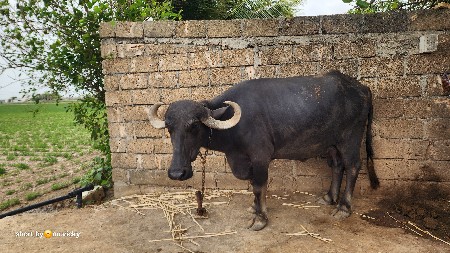 bhes vechvani che