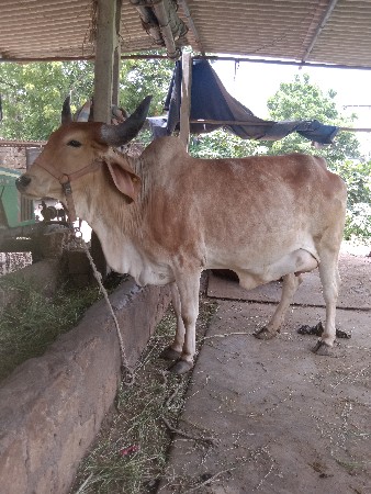 પેલ વેતરી હોળકી વેચવાની છે.