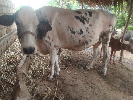 ગાય વેચવા ની સે