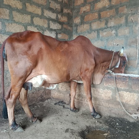 ગાય વેચવાની છે