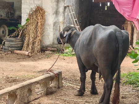 ભેંસ વેચવાની છે