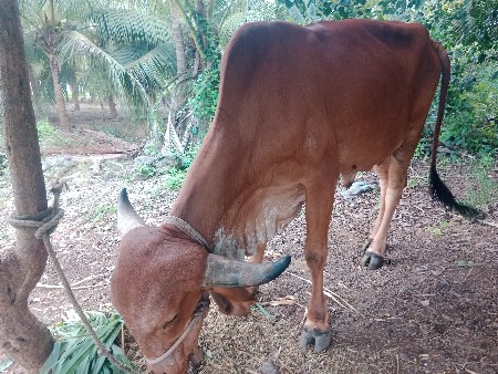 ગાય વેચ વાની છે