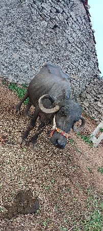 ભેંશ વેચવાની છે.