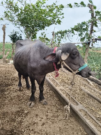 ૧ વેતર ખડેલી