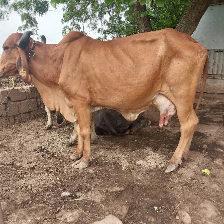 ગાય વેચવાની છે