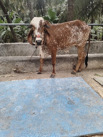 gir kabri hodki 6 mahina gabhan