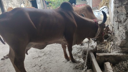 2 મૈનાકાભન