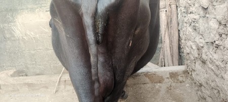 ભેંસ વેચવાની છે