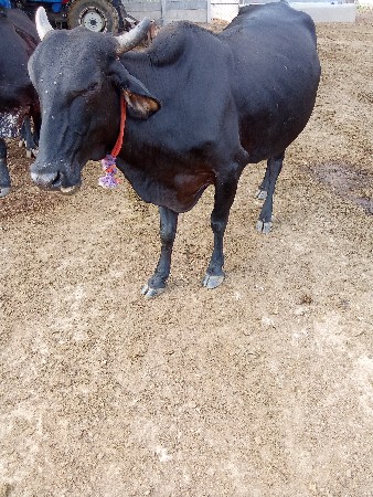 20/25 દિવશ ની વાર છે વિયાવા ની