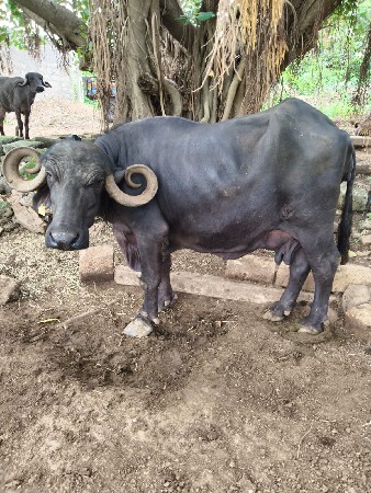 ત્રીજુ વેતર