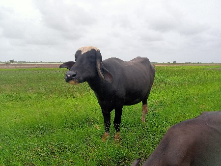 પેલા વેતરની ખળેલુ છે