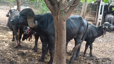 પાડો વેચવાનો છે જબરો છે