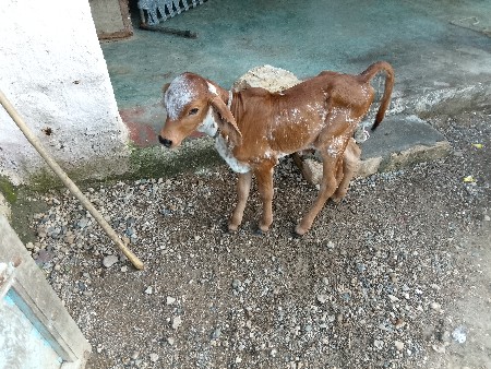 ગાય વેચવાની છે