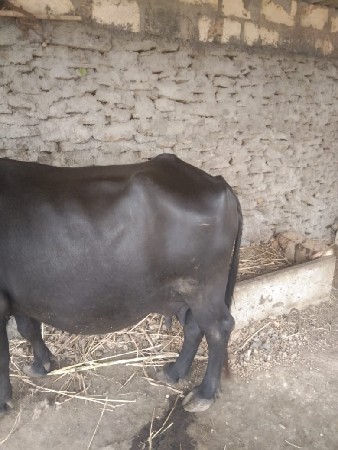 4 વેતર વ્યાસે