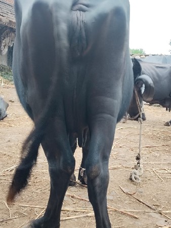 ભેંસ વેચવાની છે