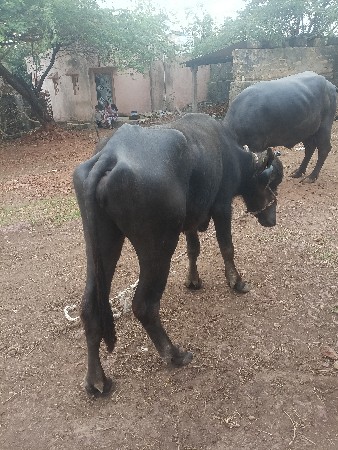 ખડેલીવેચવાની છે