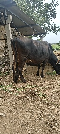15 દિવસ ની કાશી