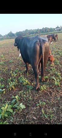 બીજો વાળો