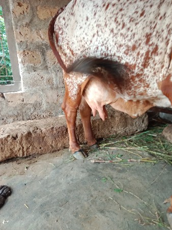 3 ju vetar