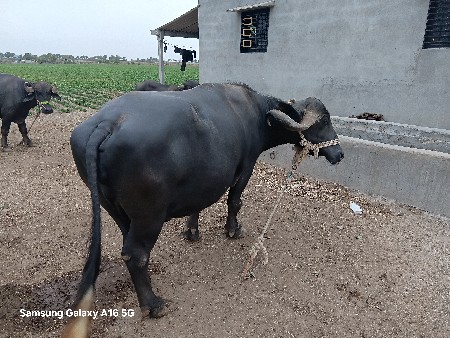 વેચવાની છે