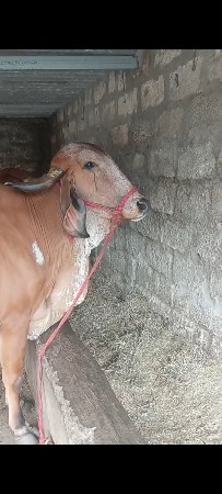 ગાય વેચવાની