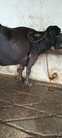 ભેંશ વેચવાની છે