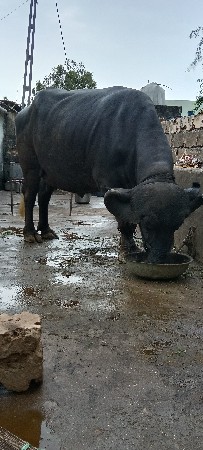 તાલુકો જીલ્લો પોરબંદર ગામ મંડળ