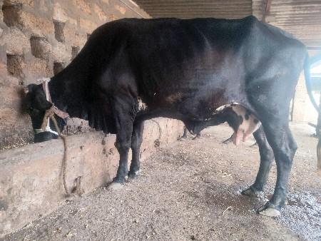 hf કોર્ષ ગાય વેચવા ની છે ૩ જુ વેતર