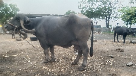 ભેંસ વેચવાની છે