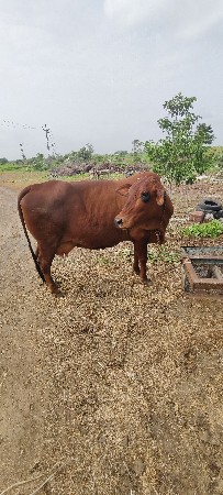 જર્સી ગાય