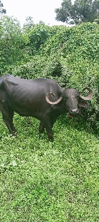 ભેંસ વેચવાની છે