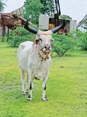 જવાબદારી