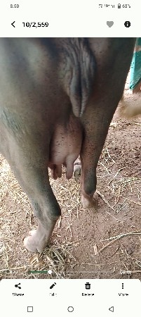 2 ભેંશ વેચવાની છે