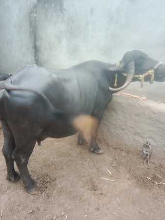 ભેંસ વેચવાની છે