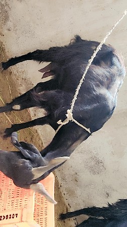 દેશી બકરી