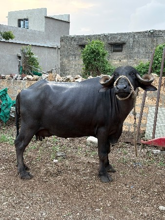 ભેંસ વેચવાની છે