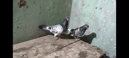 marvda ni jodi
chalu breeding pair