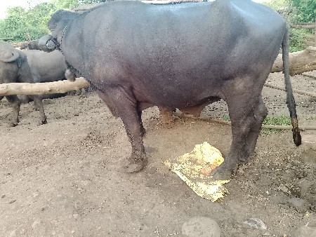 પાડો