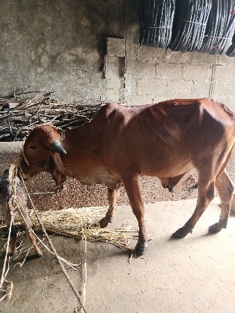 એક..ગોધલો. વેચવાનો. છે