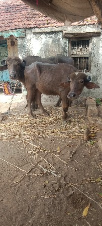 ખડેલા વેસવાના છે