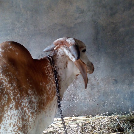 આ ગાય વેચવાની છે