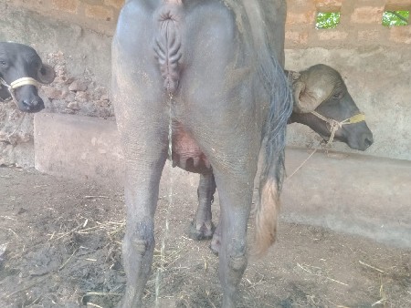 રૂતવીક